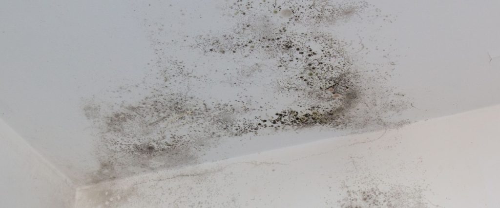 Greater Lexington Ceiling Mold - disaster clean up